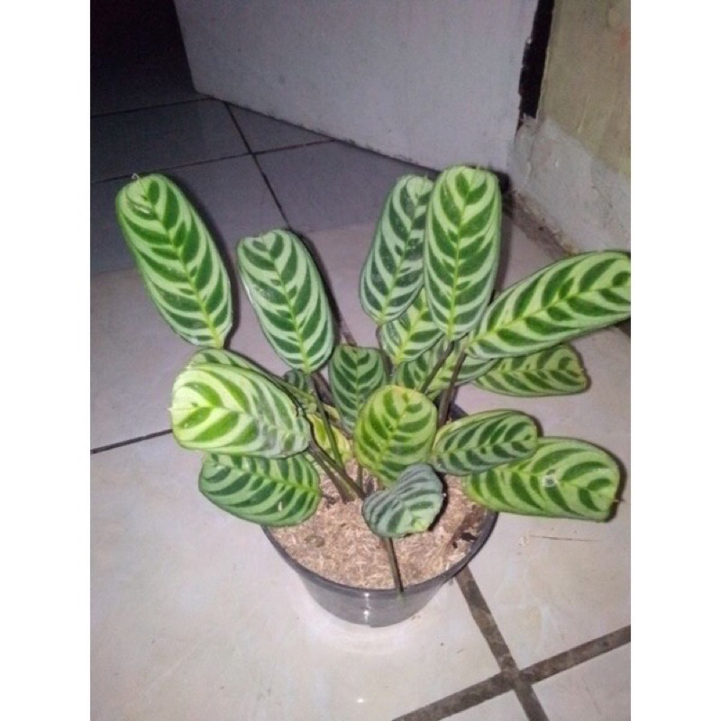 Calatea Sepat Calatea Stromata