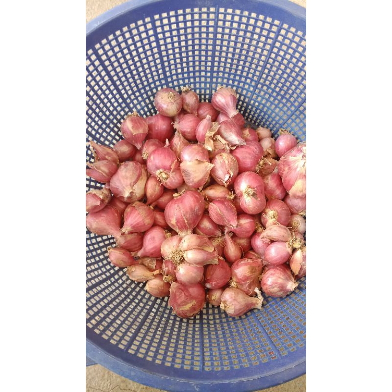 

bawang merah asli probolinggo