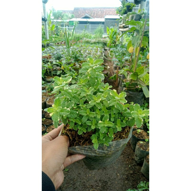 Tanaman Pineapple mint/Mint variegata