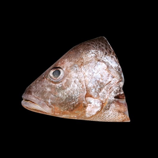 

Kepala Ikan Kakap Putih White Snapper Fish Head