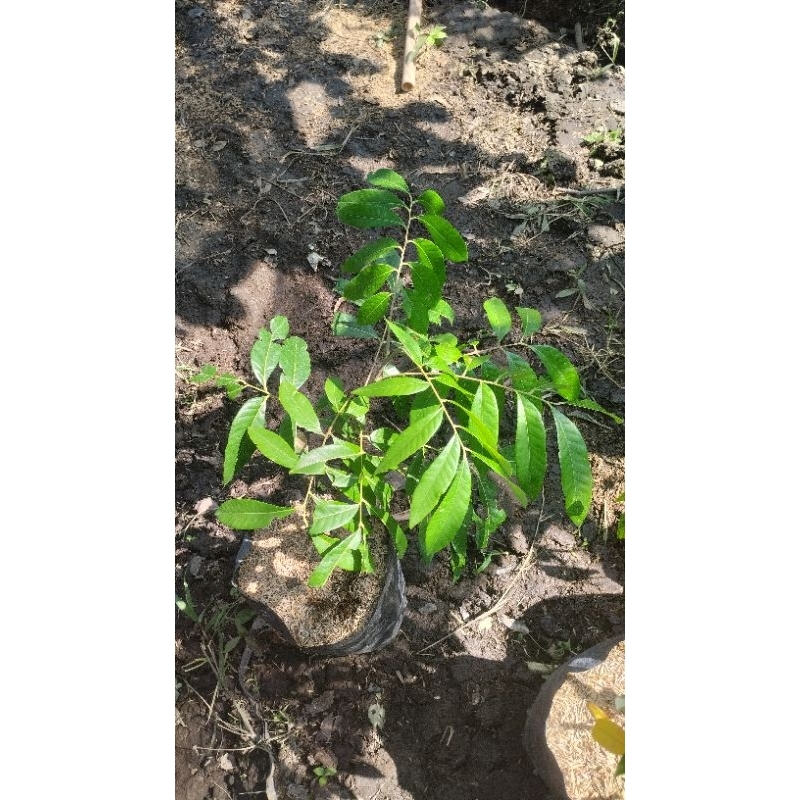 bibit buah leci merah/ leci kom