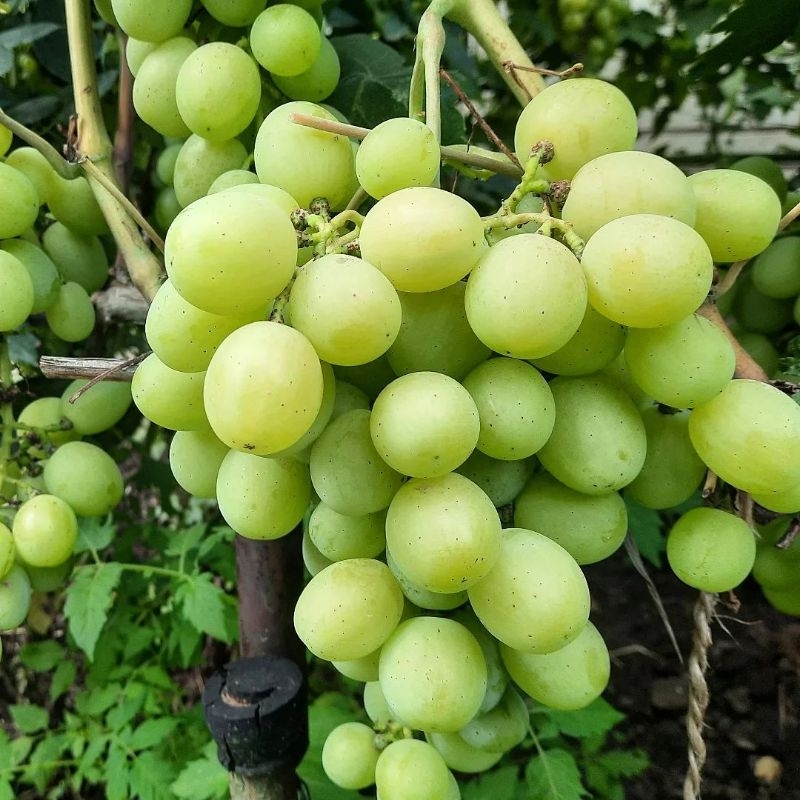 Tanaman buah Anggur hijau merah cepat berbuah / bibit buah Anggur hijau isabela lokal stek