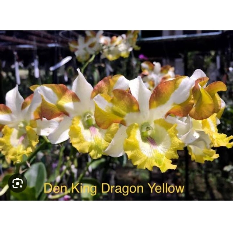 Anggrek dendrobium King Dragon Yellow
