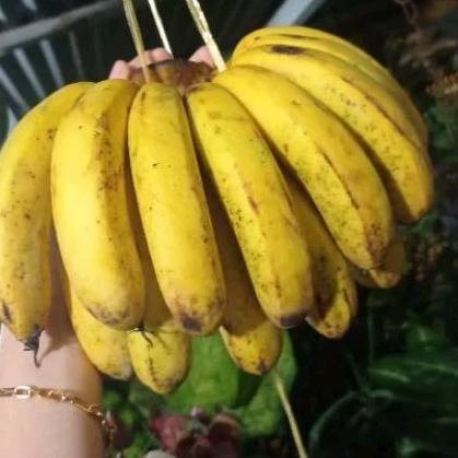 

pisang barangan super