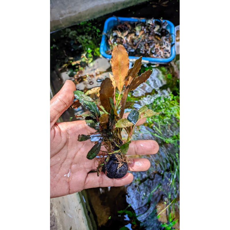 MEDIUM TANAMAN AQUASCAPE BUCEPHALANDRA MURAH WABIKUSA
