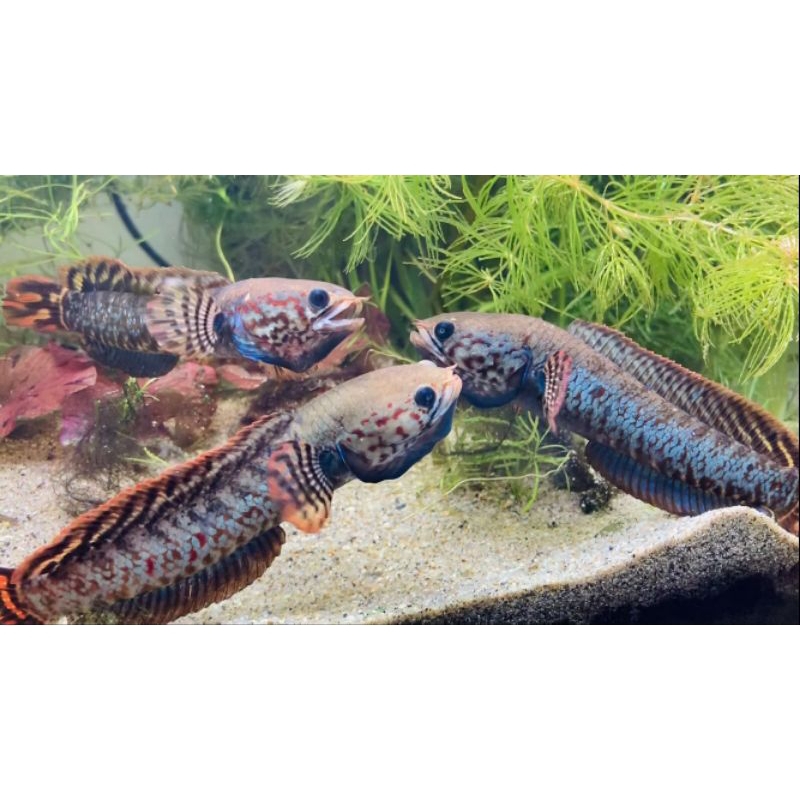 Stiker Bleheri Rainbow