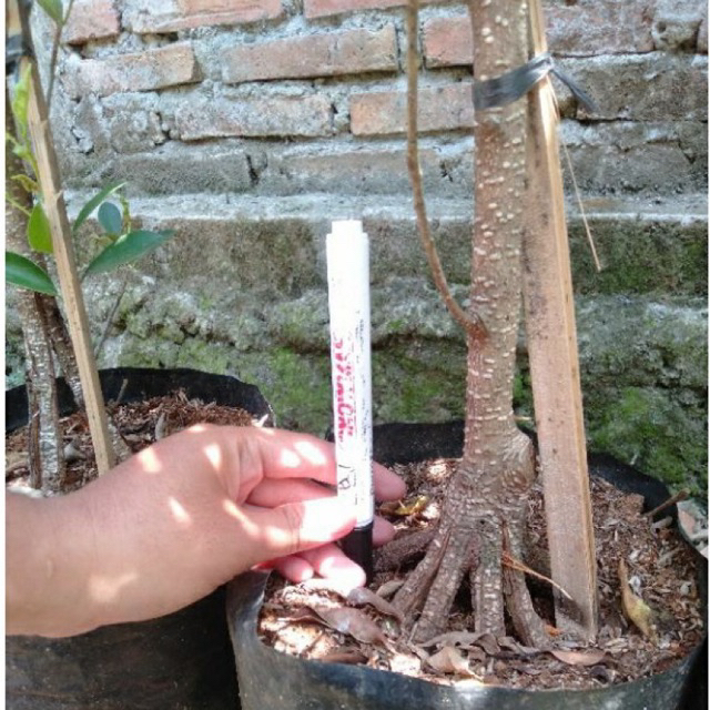 kimeng pecah batang bahan bonsai murah