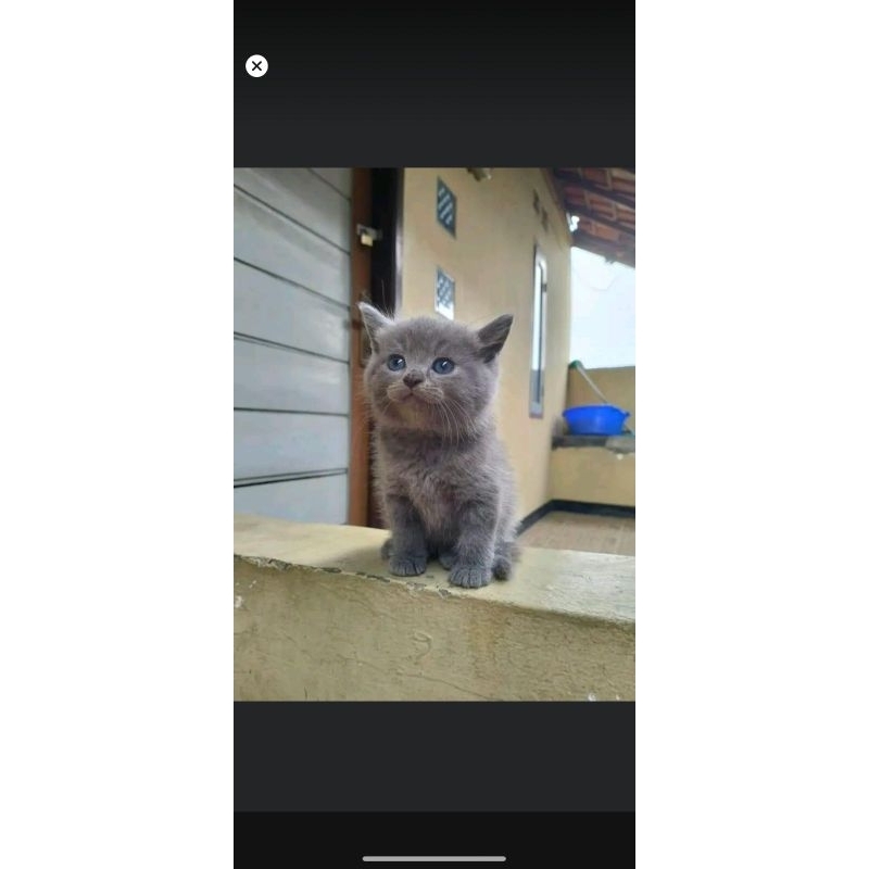 KUCING KITTEN BSH BLUE || BRITISH SHORT HAIR BLUE