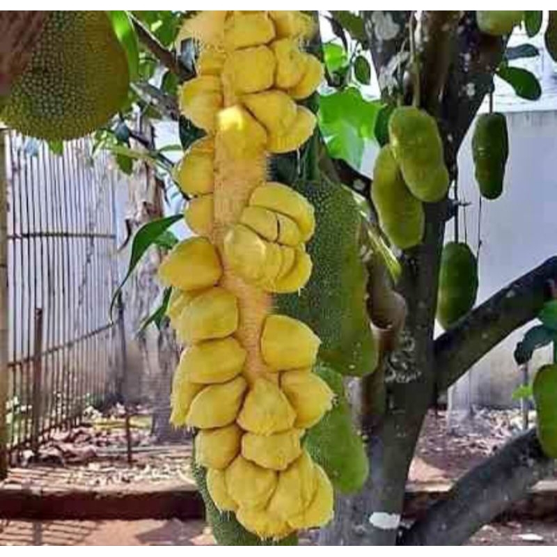 bibit cempedak