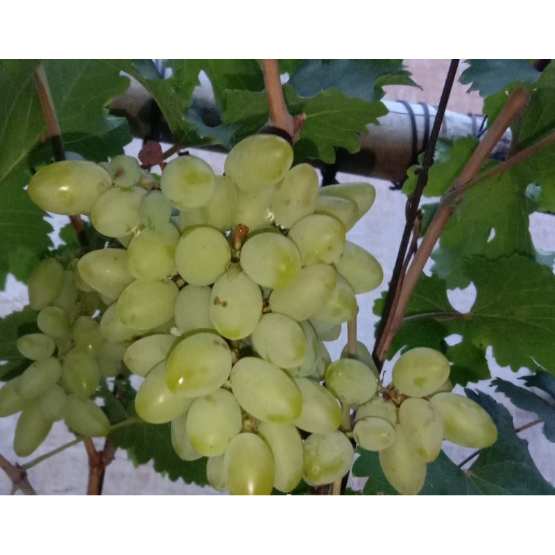 Paket entress anggur import