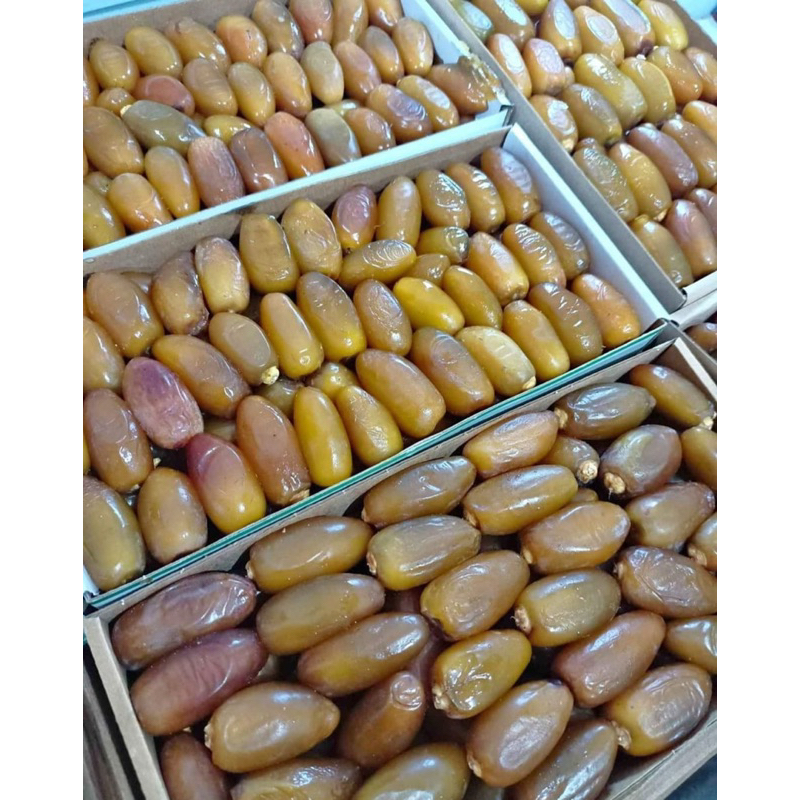 

Ruthob Libya / KURMA MUDA