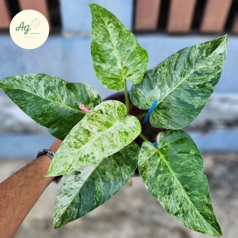 philodendron giganteum varigata