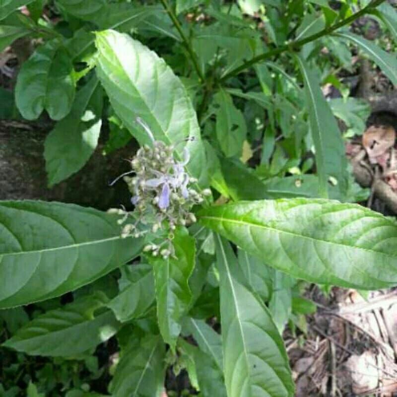 

Daun senggugu / srigunggu herbal gurah per lembar segar