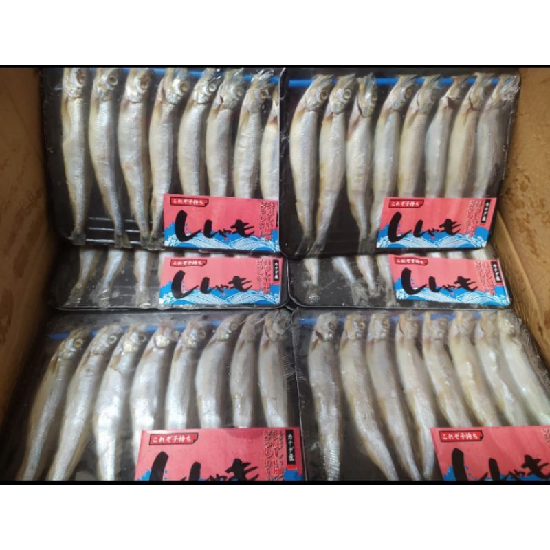 

IKAN SHISAMO ISI 8/IKAN CIPUNG