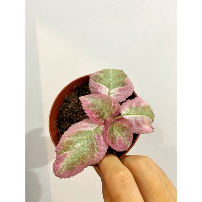 Bunga Episcia Cleopatra Tanaman Gantung Episcia Cleopatra