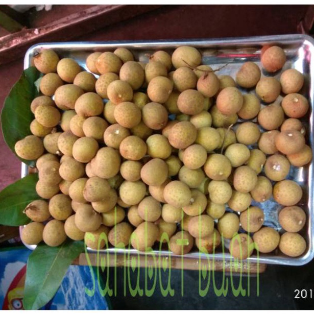 

VIRAL ✅ BUAH LENGKENG BANKOK JUMBO TANPA RANTING