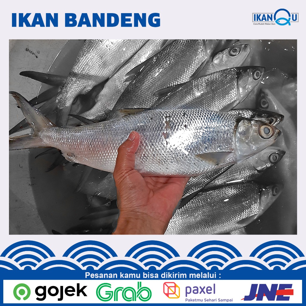 

FRESH ikan bandeng segar sudah bersih sisik insang dan isi perut 1Kg isi 2Ekor | Fresh Milk Fish