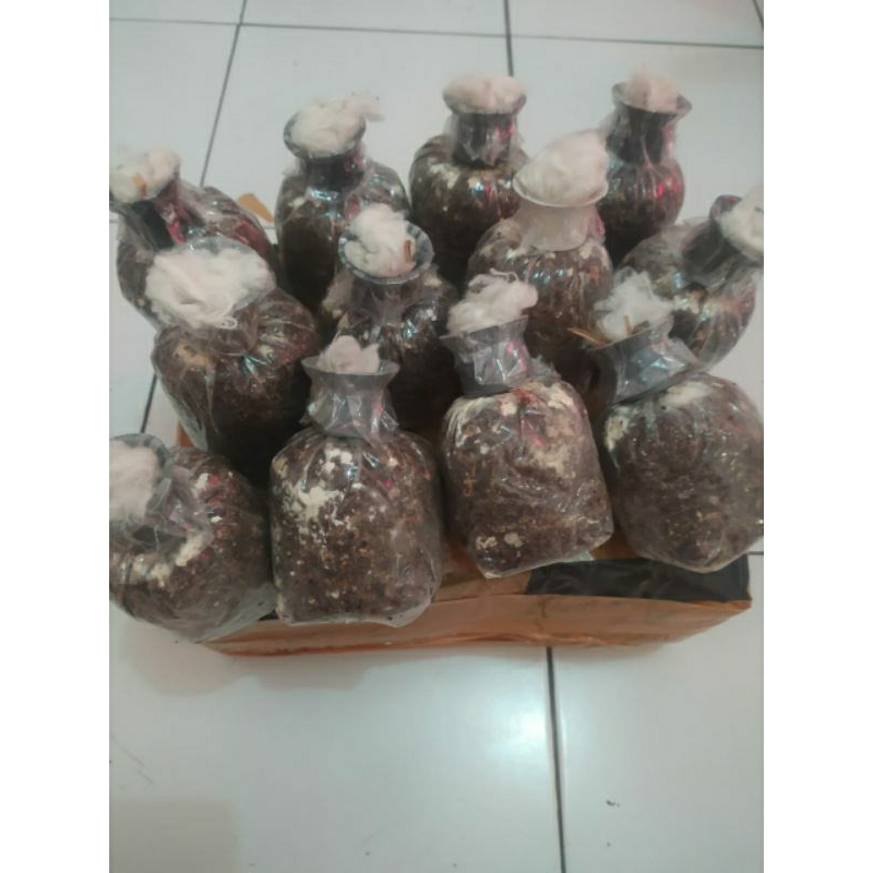 BIBIT JAMUR MERANG PUTIH SUPER 10 BUNGKUS