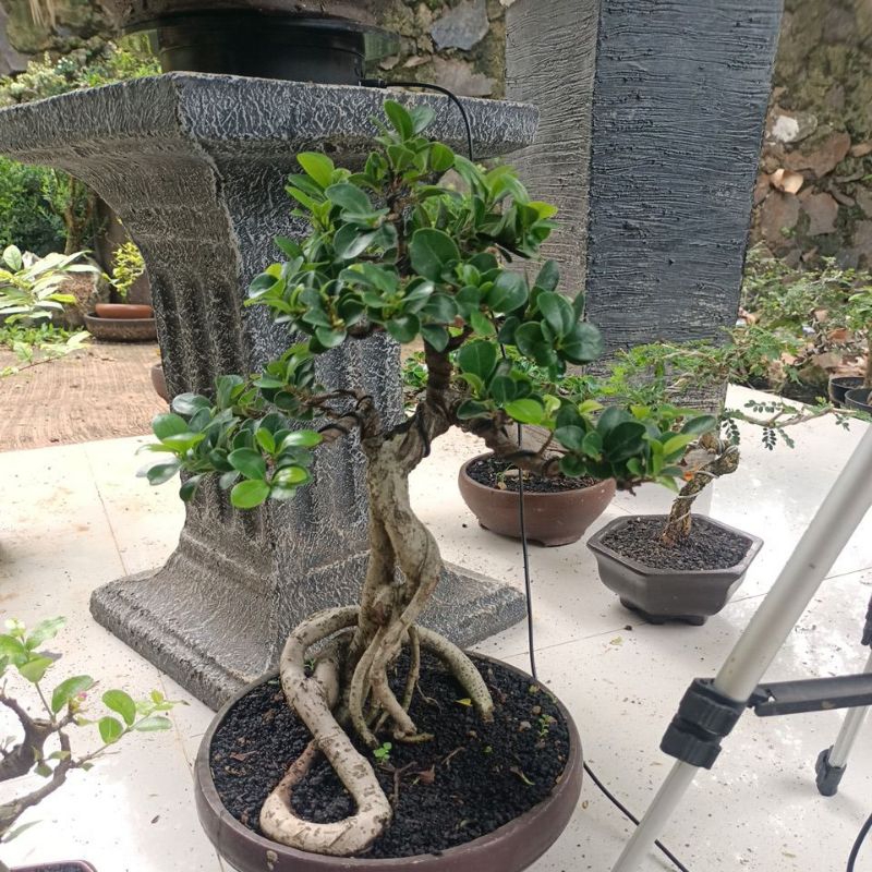 bonsai beringin Compacta