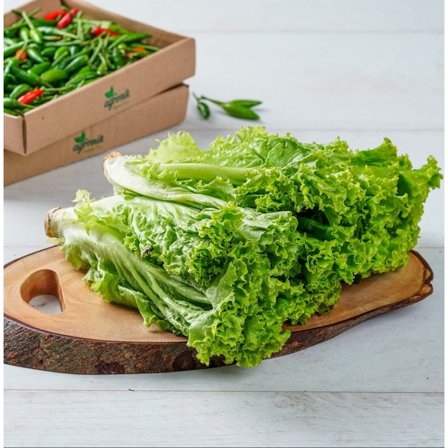 

Selada Keriting / Lettuce Fresh