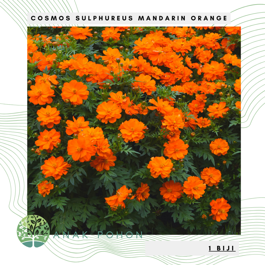 Benih Bibit Biji - Bunga Cosmos Sulphureus Mandarin Orange Flower Seeds - IMPORT