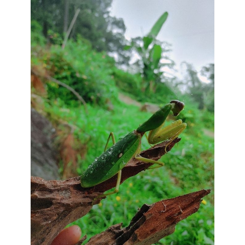 belalang sembah hidup size zumbo