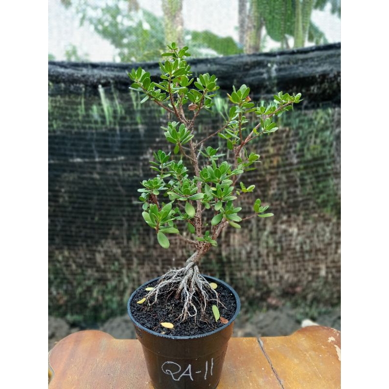 QA-11, SANTIGI KARANG DAUN MAWAR ASLI SEMAI BIJI