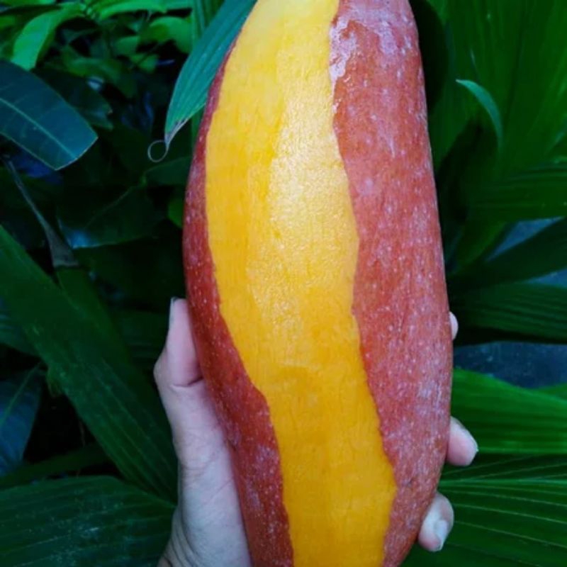 bibit mangga import jenis red ivory berbunga lebat