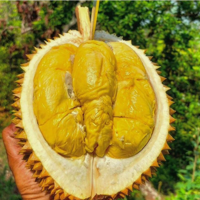 bibit durian super tembaga bangka | bibit valid | durian super tembaga bangka valid