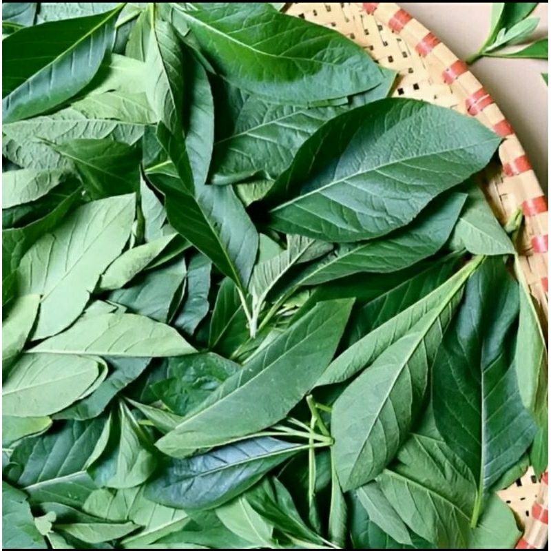 

100 GRAM DAUN SAMBUNG NYAWA/DAUN AFRIKA