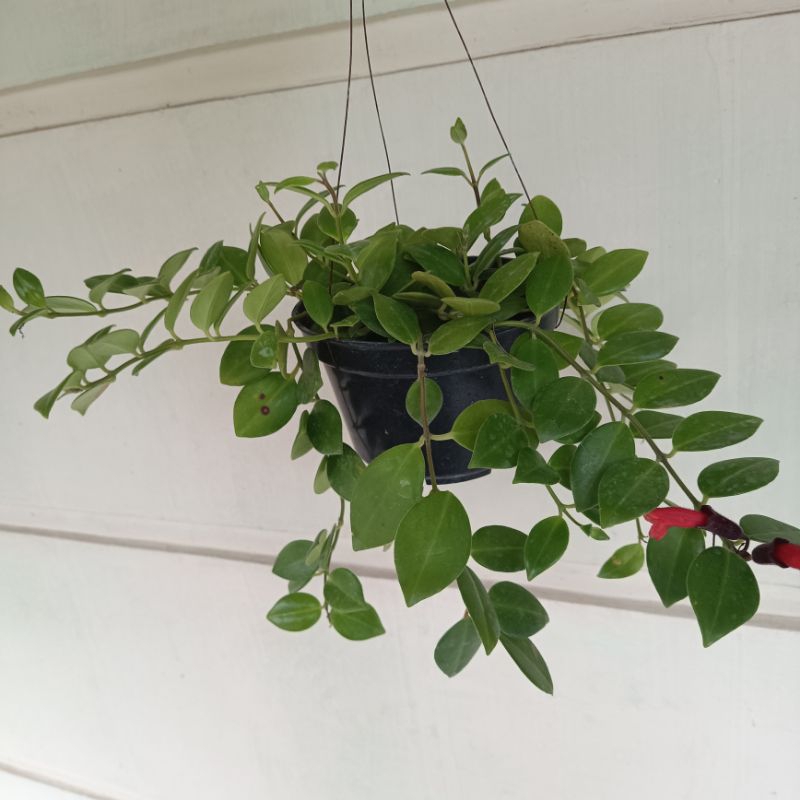 Tanaman Hias Gantung lipstik - Tanaman Gantung lipstik rimbun - Tanaman gantung lipstik sudah berbun