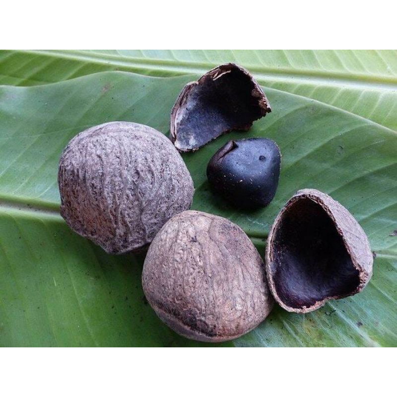 

RB22 Kluwek Kluwak Buah Pucung Jawa Siap Konsumsi 1 Kg