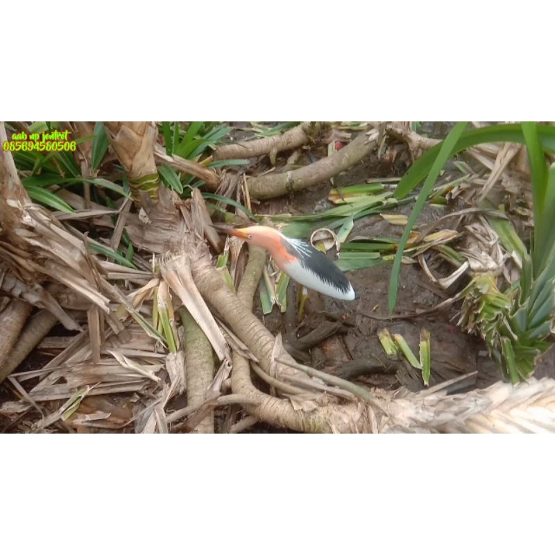 jontrot burung blekok sawah