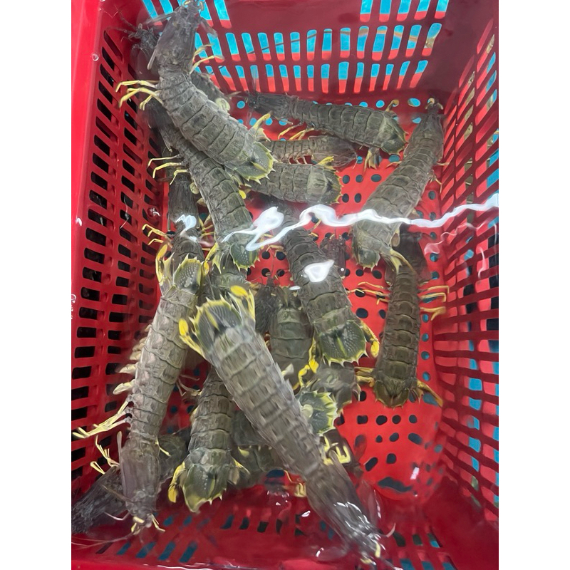 UDANG RONGGENG / MANTIS SHRIMP (HIDUP) size M (1kg isi -+9ekor)