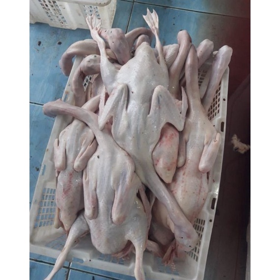 

(ORIGINAL) bebek belah 4. mulai 0.9 sampai 1.2 tinggal pilih varian ny