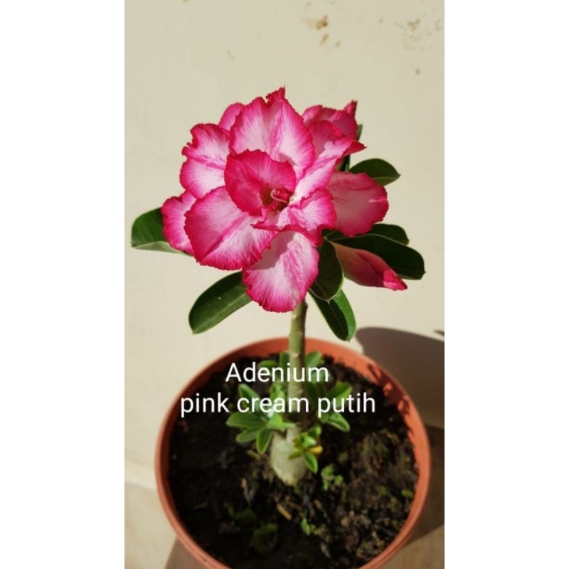 Kamboja jepang adenium bunga tumpuk pink cream putih bibit Kamboja jepang adenium