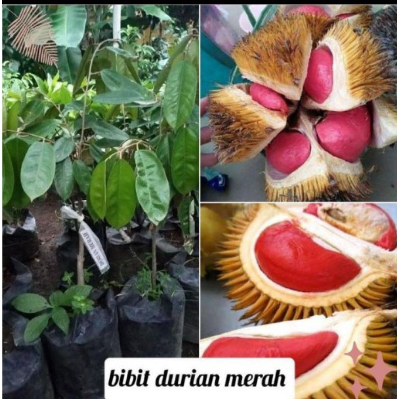 bibit durian merah