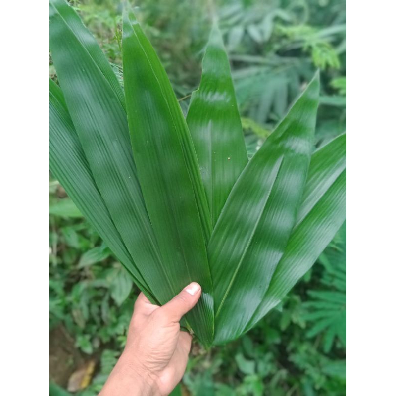 

daun bambu kerkualitas/1kg