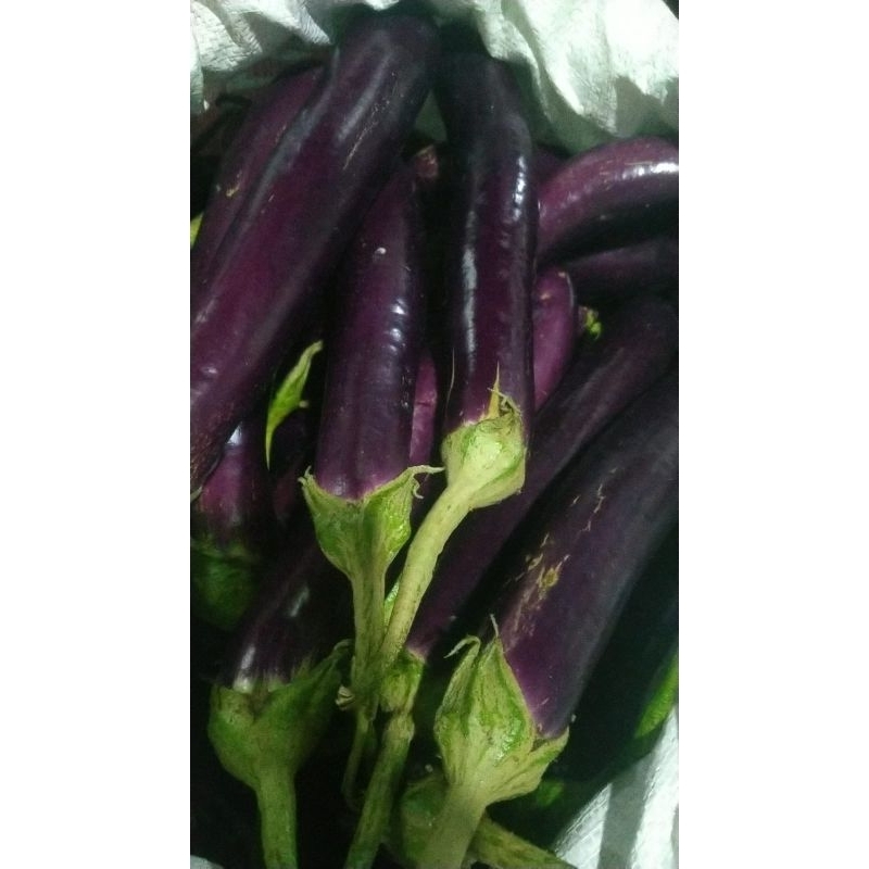 

terong sayur 500gr