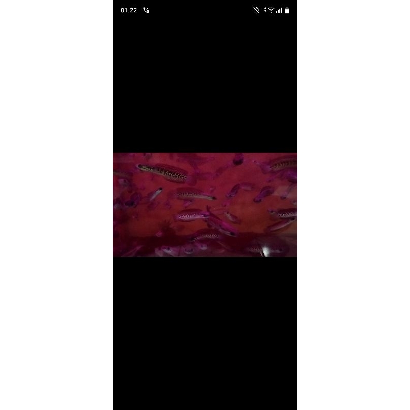 Asiatica ws gondrong gondrong 7-9cm