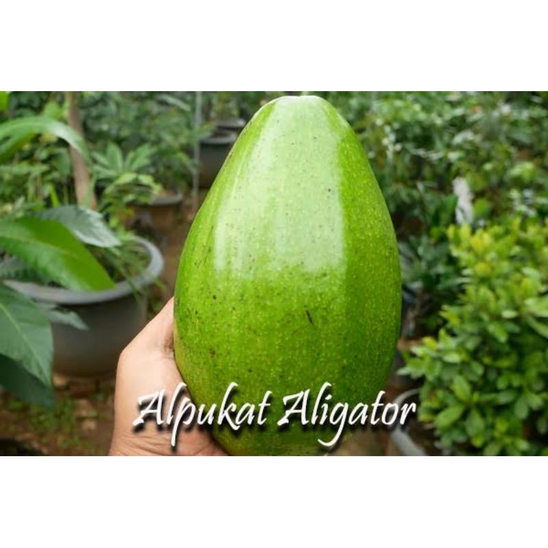 Buah Alpukat Aligator Jumbo Kediri