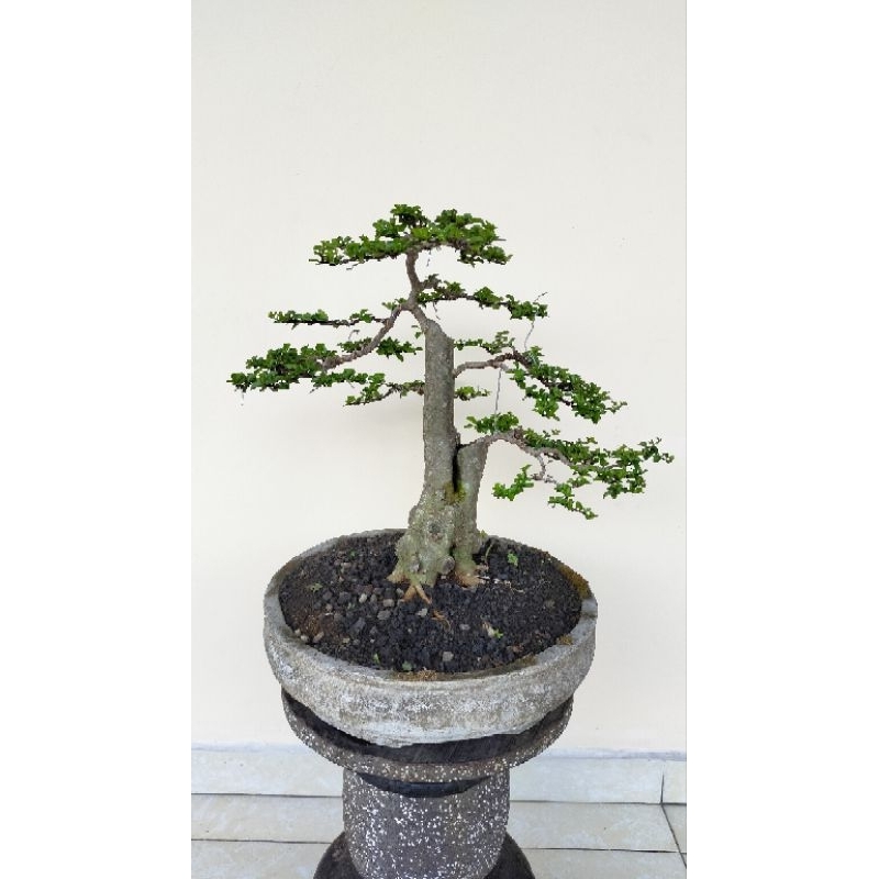 Bonsai delima batu siap pajang