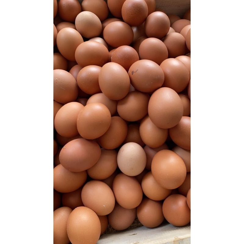 

Telur Ayam Negeri 1 Kg