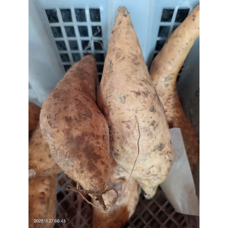 

Ubi Madu Mentah Siap Oven