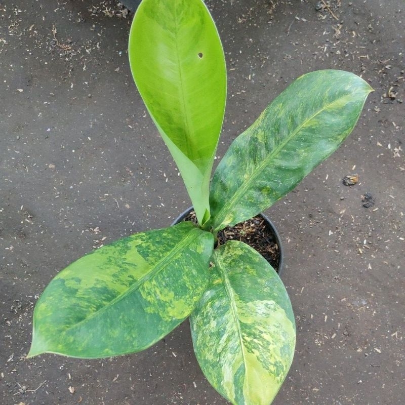 diven panglima varigata