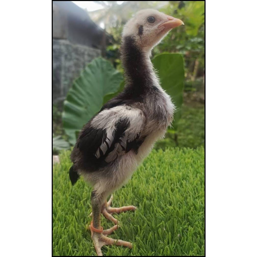 pakhoy blackbull - pitikan blackbull - pakhoy line blackbull - kutukan blackbull ready bermacam usia