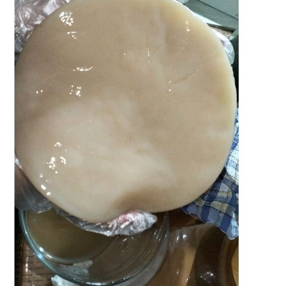 

Scoby Kombucha