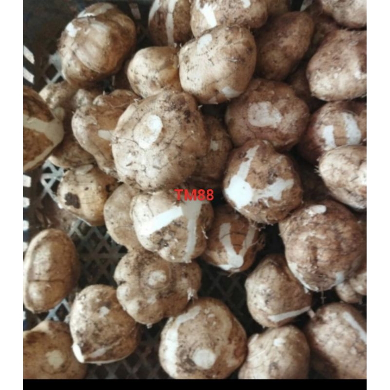 

BENGKUANG/BUAH BENGKOANG SEGAR