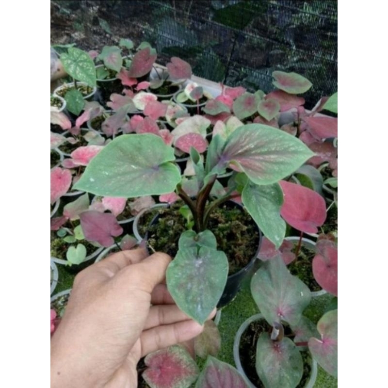 CALADIUM SRIKANDI daun ganda~Keladi SRIKANDI daun ganda