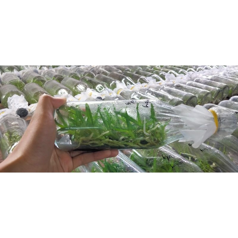 Botolan Anggrek Dendrobium Bulat Keriting Silangan WG (hybrid dan spesies)